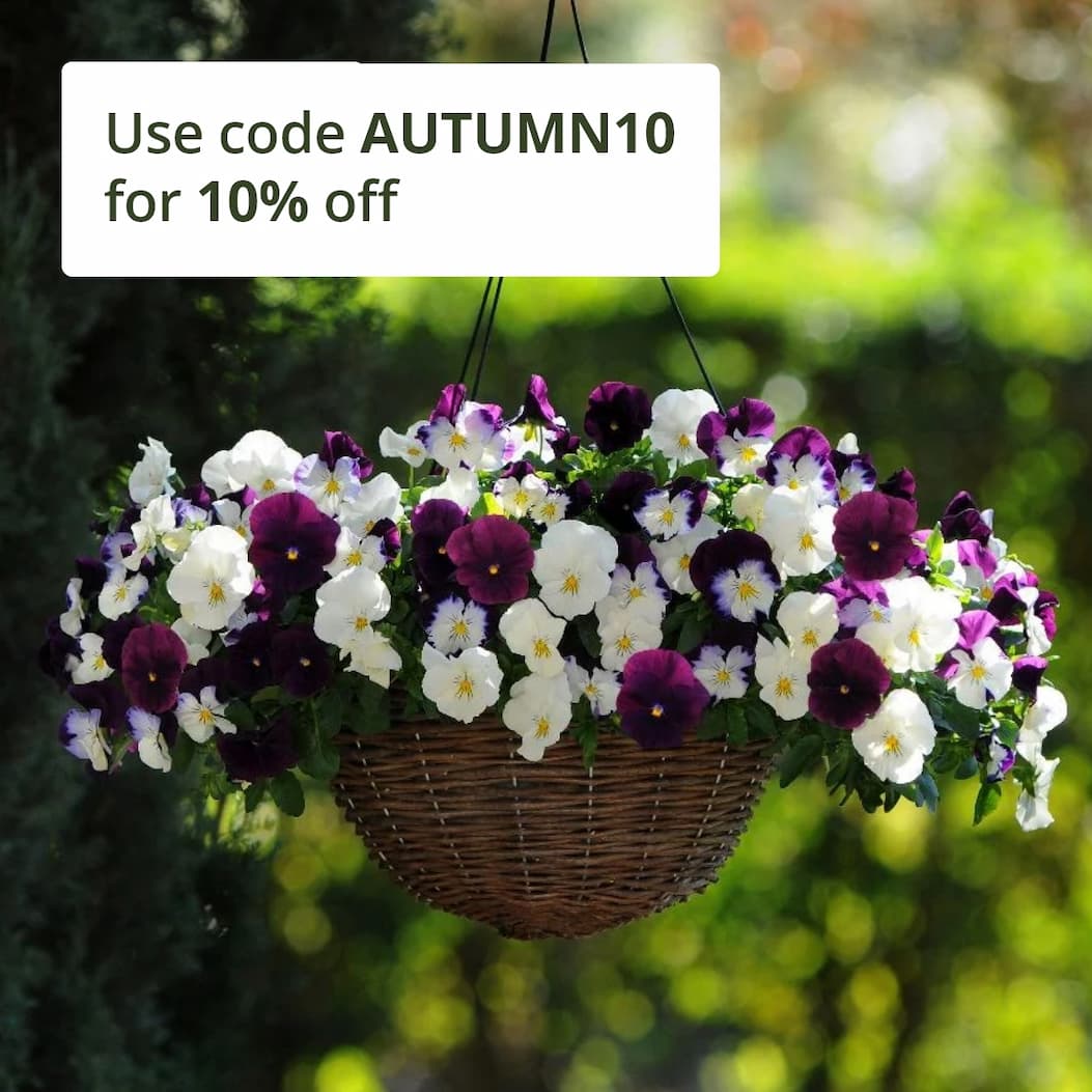 Autumn easy planters 