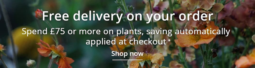 Free delivery on your order