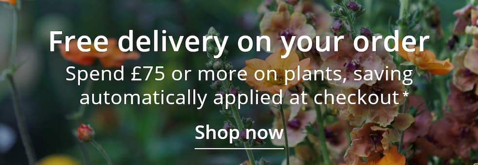 Free delivery on your order