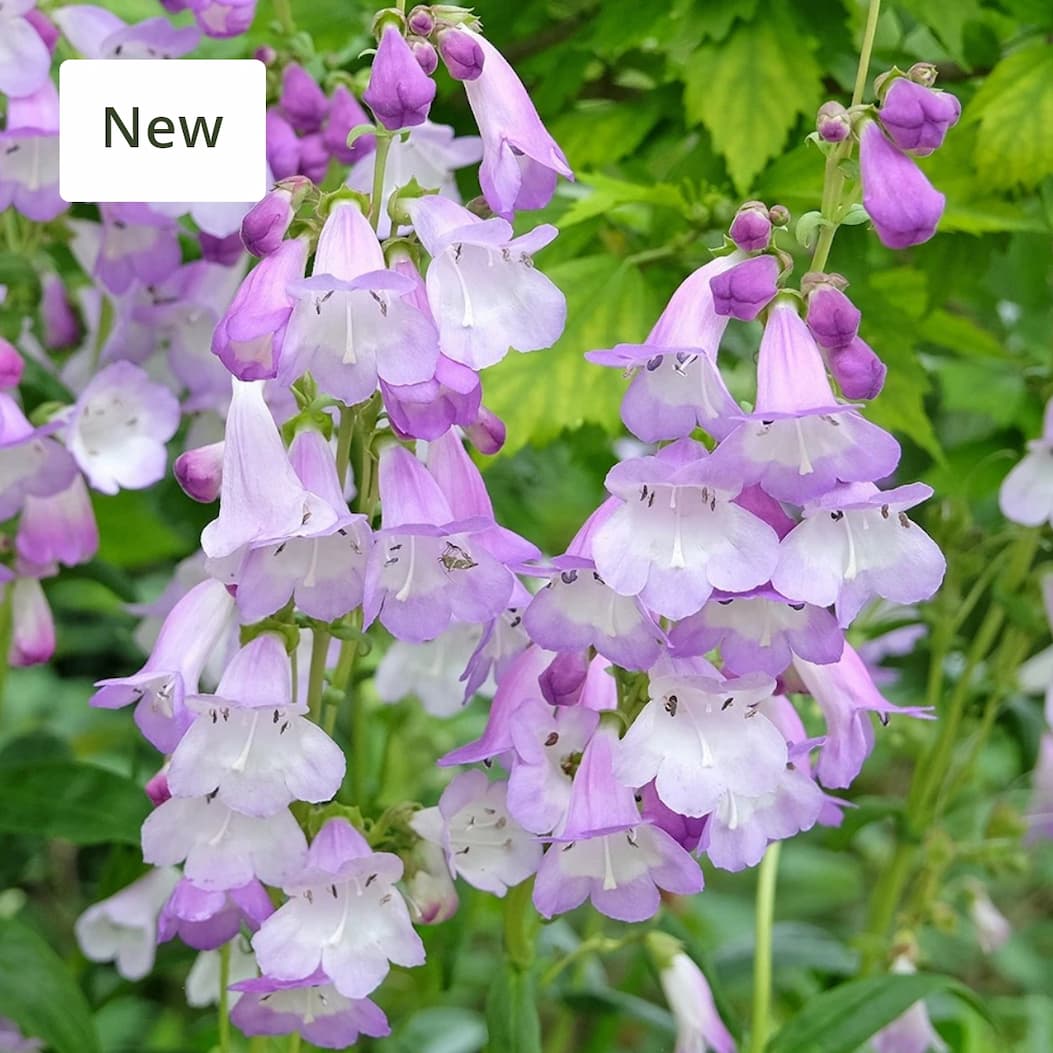 Penstemon 'Alice Hindley'