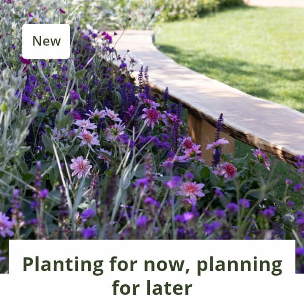 Planting for now, planning for later 
