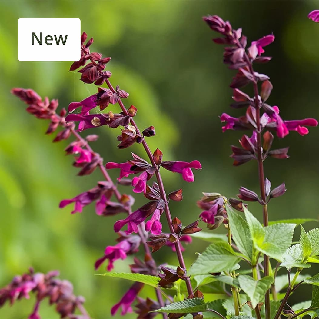 Salvia Strawberry Lake