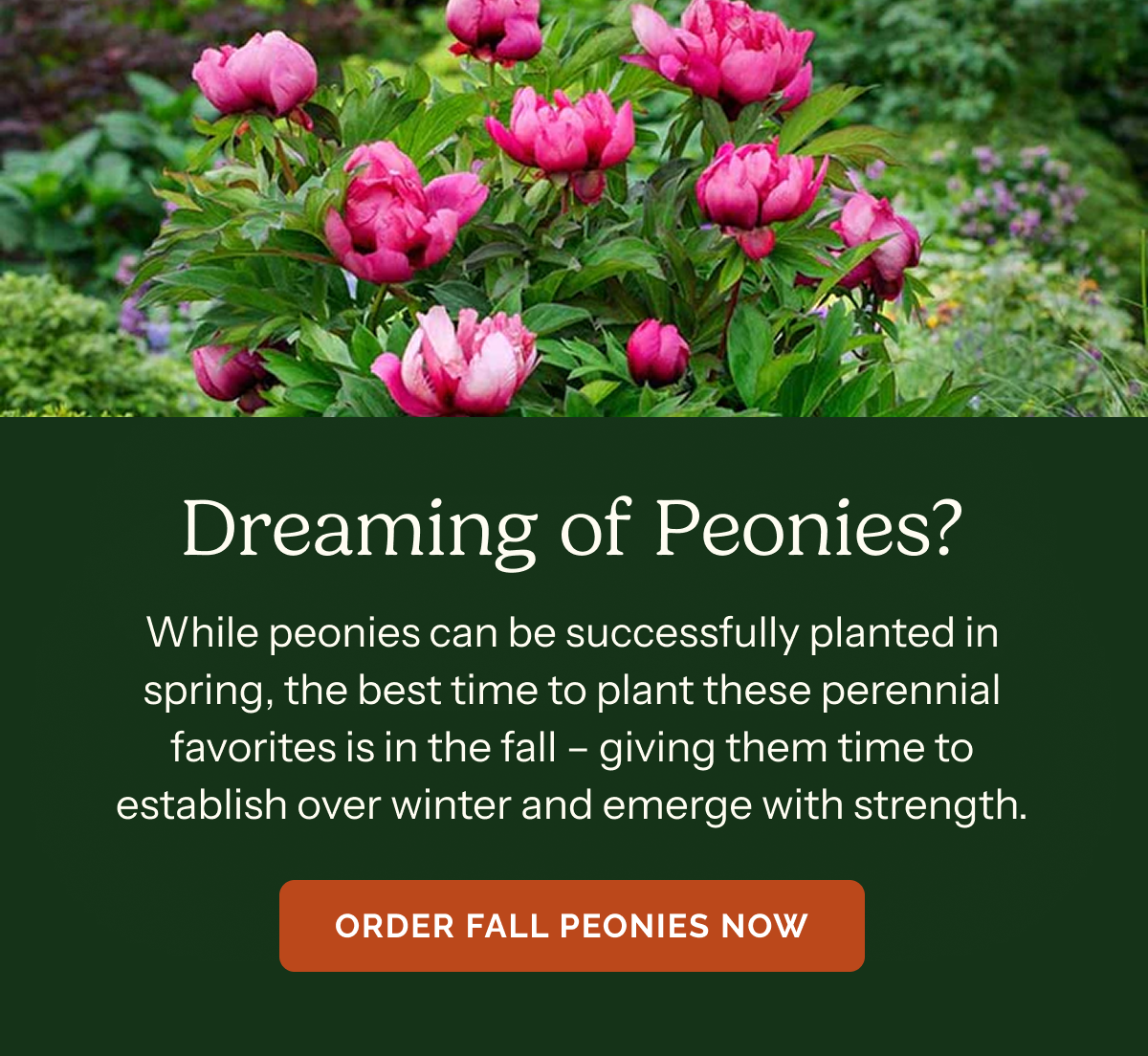 Dreaming of Peonies? – While peonies can be successfully planted in spring, the best time to plant these perennial favorites is in the fall – giving them time to establish over winter and emerge with strength. ORDER FALL PEONIES NOW