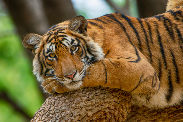 Tiger, Ranthambore National Park
