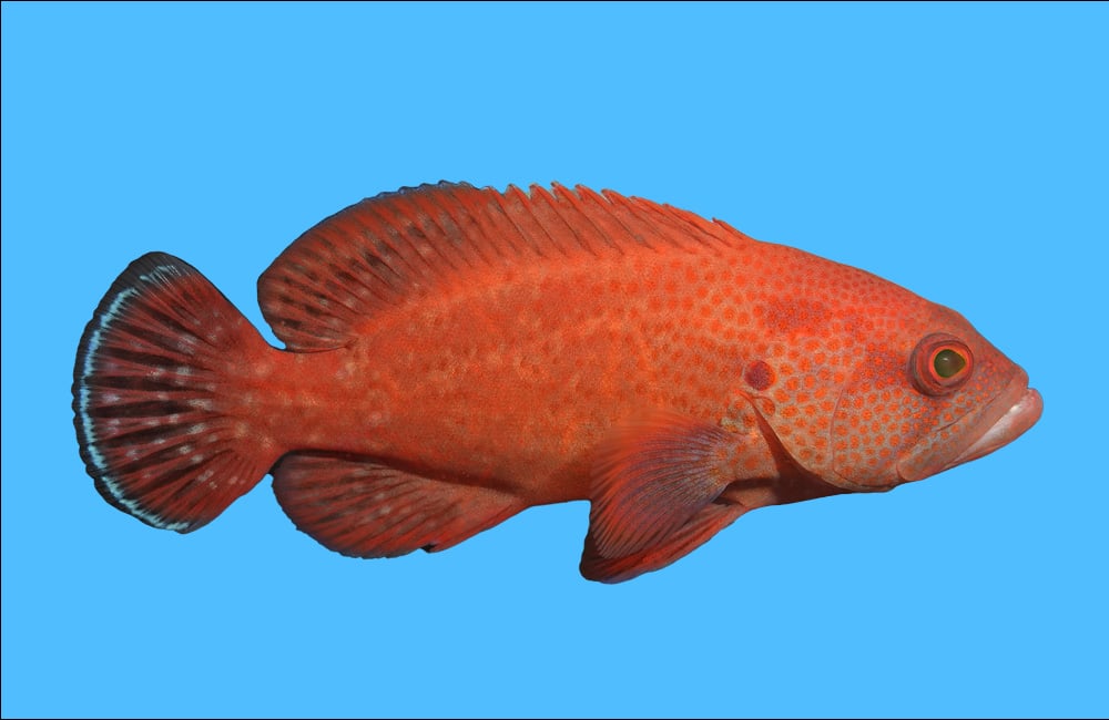 Tomato Grouper
