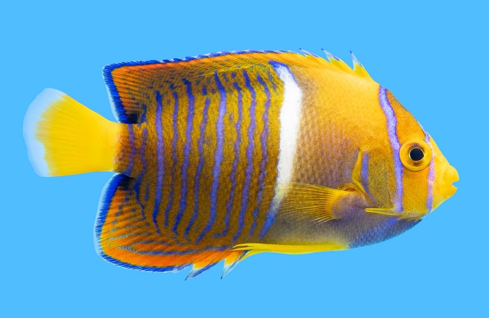 Passer Angelfish