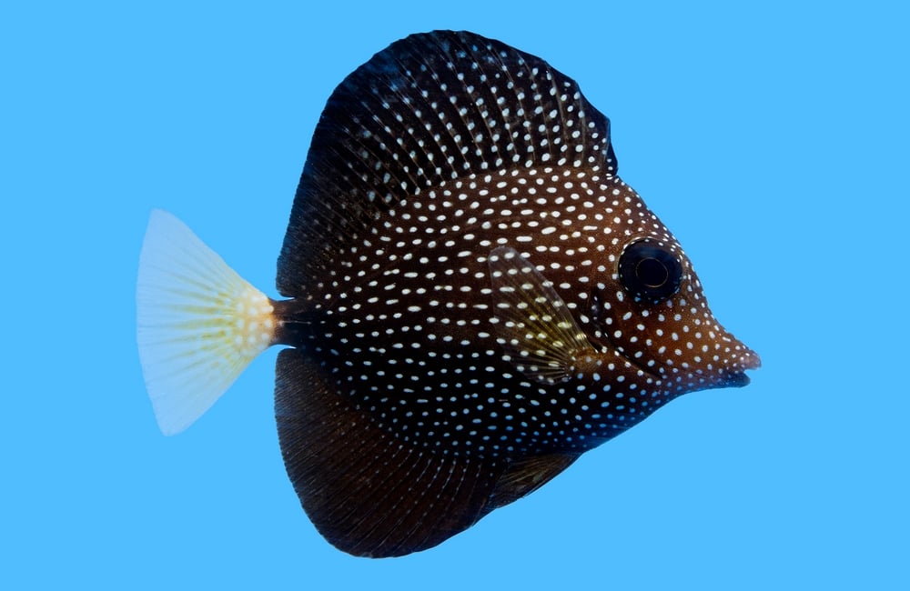 Gem Tang