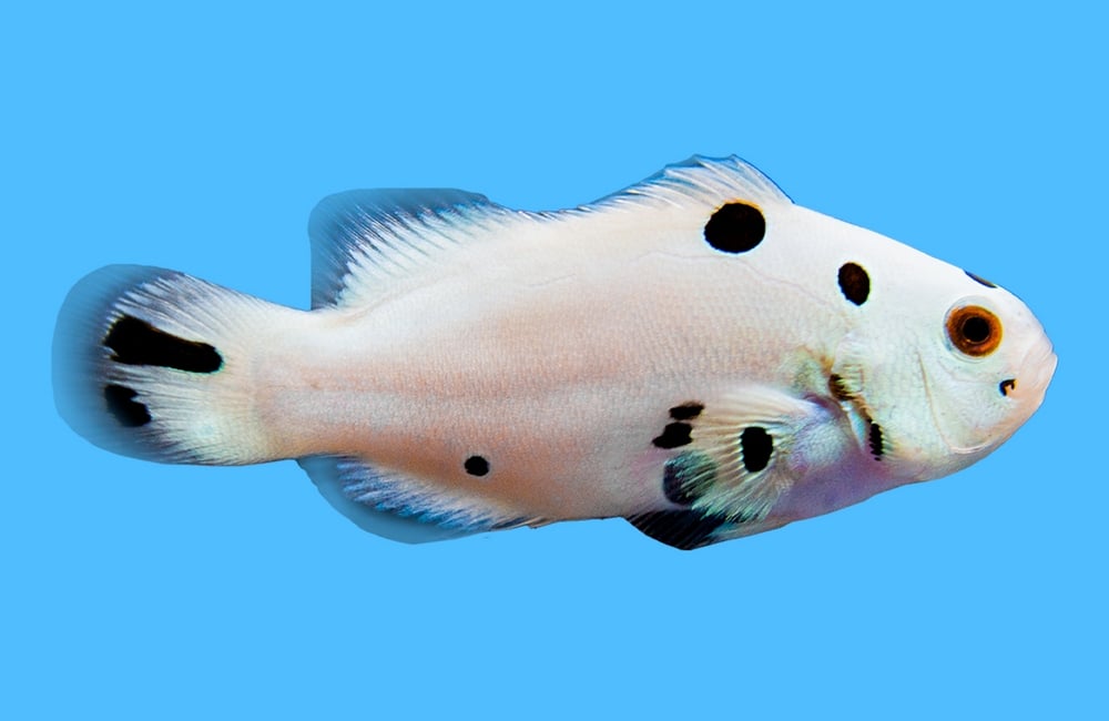 Storm Super Ocellaris Clownfish QM Labs