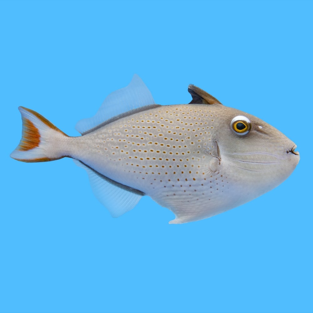 Sargassum Redtail Triggerfish