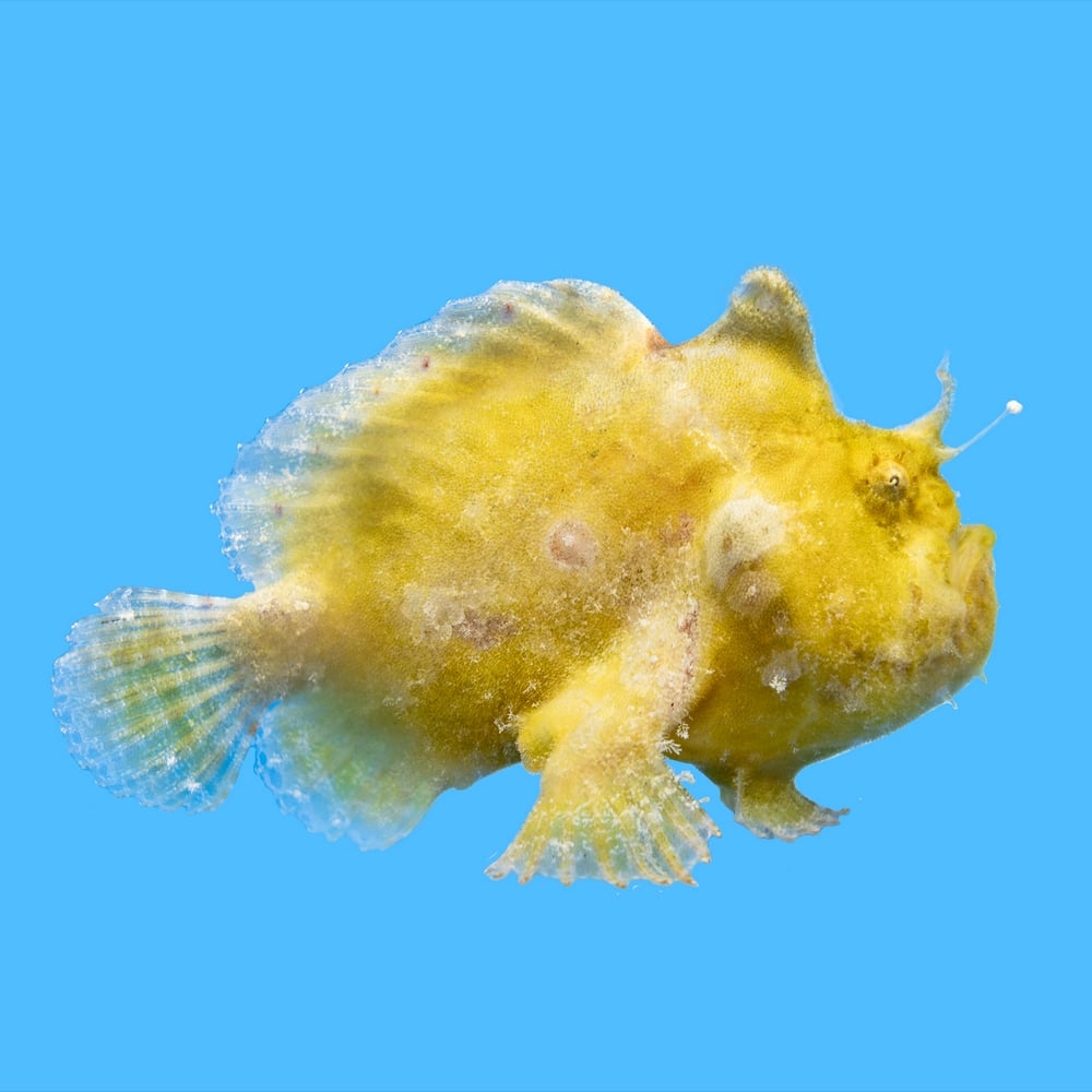 Hispid Shaggy Frogfish