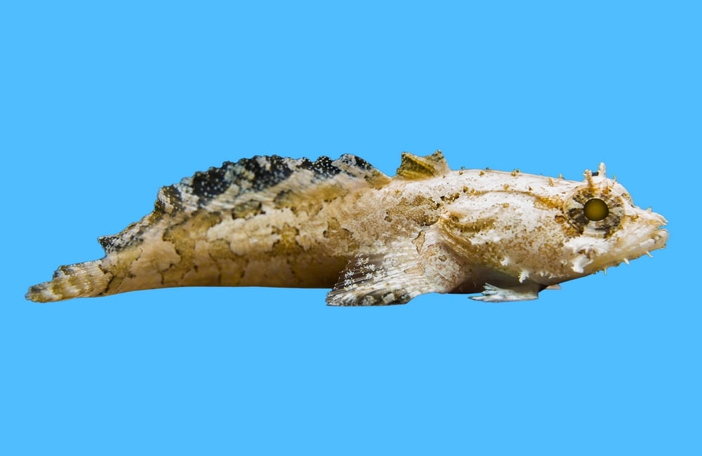 Colored Toadfish
