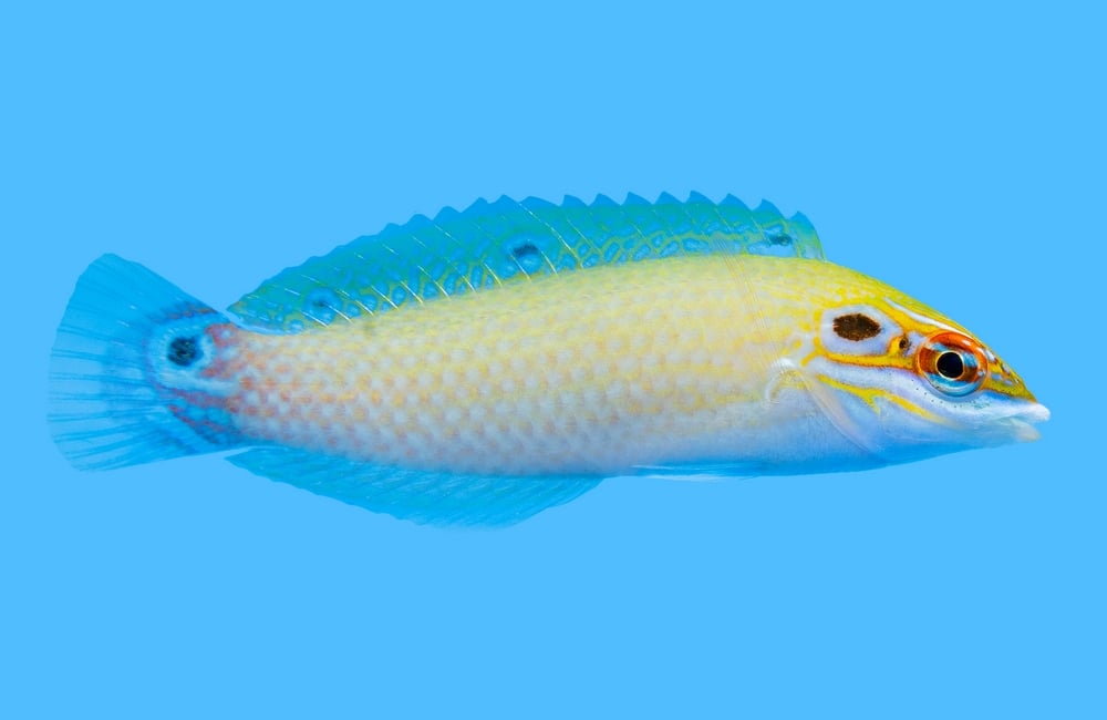 Earmuff Wrasse
