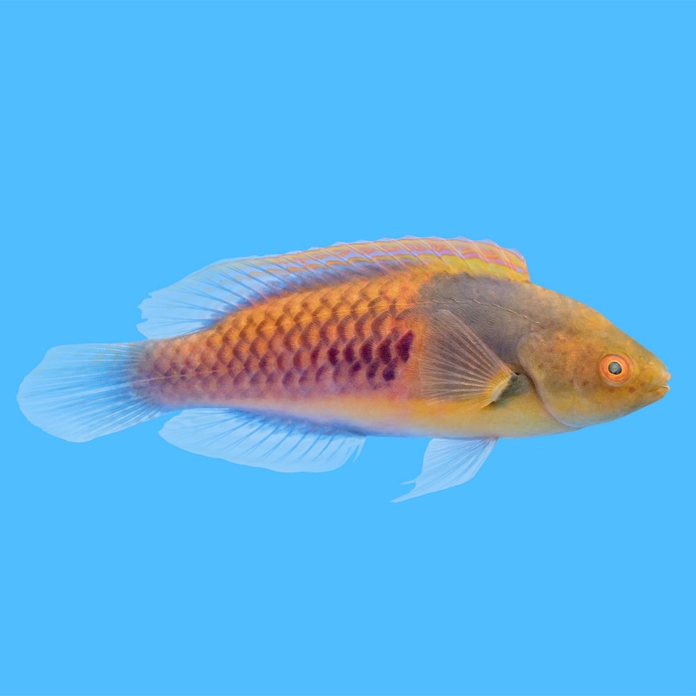 Yellow-Flanked Fairy Wrasse - today's featured WYSIWYG fish