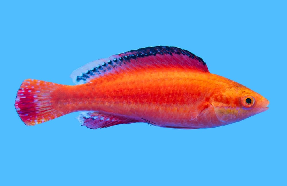 Conde's Fairy Wrasse Male