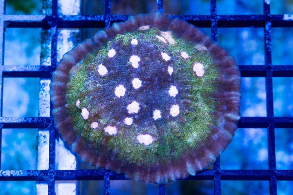 Ultra Color Chalice Coral