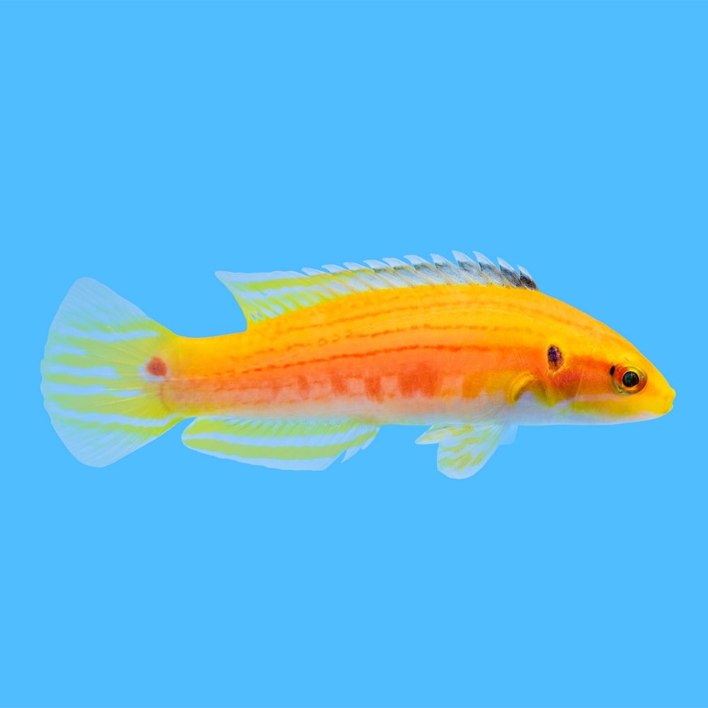 Two-Spot Slender Hogfish