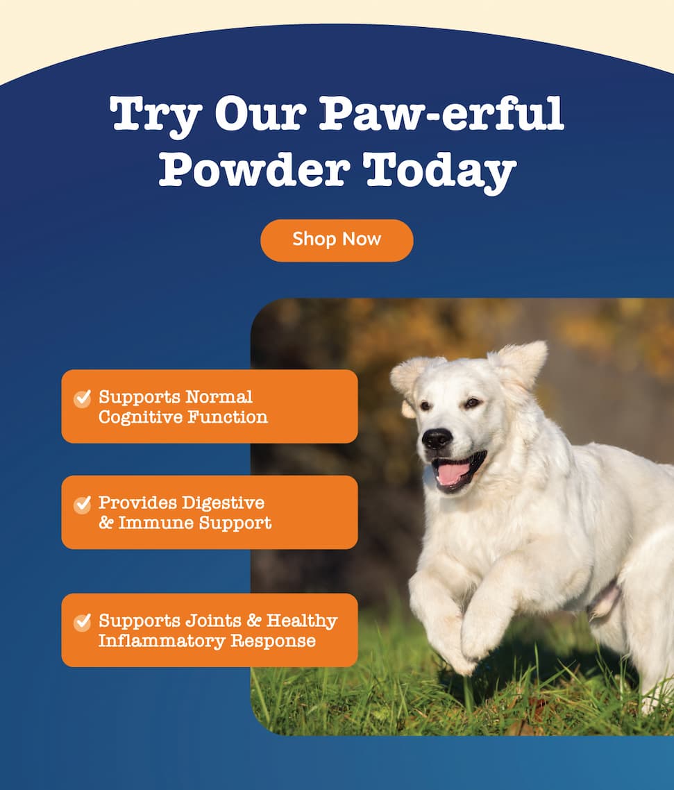 Try Our Paw-erful Powder Today - Shop now!