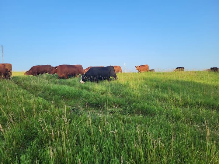 Fresh Pasture Move