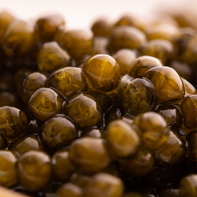 Imperia Caviar