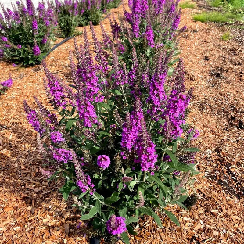 Birthday Cake™ Butterfly Bush
