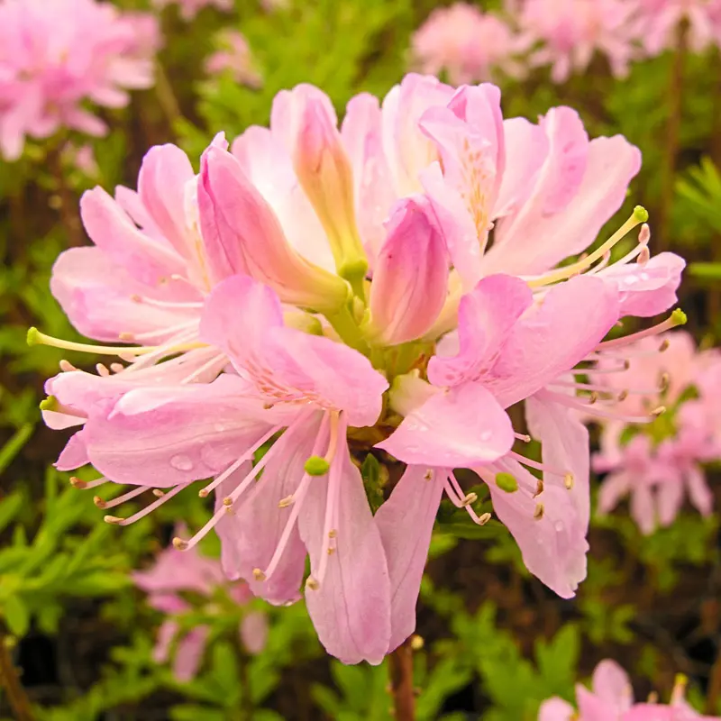 Western Lights Deciduous Azalea
