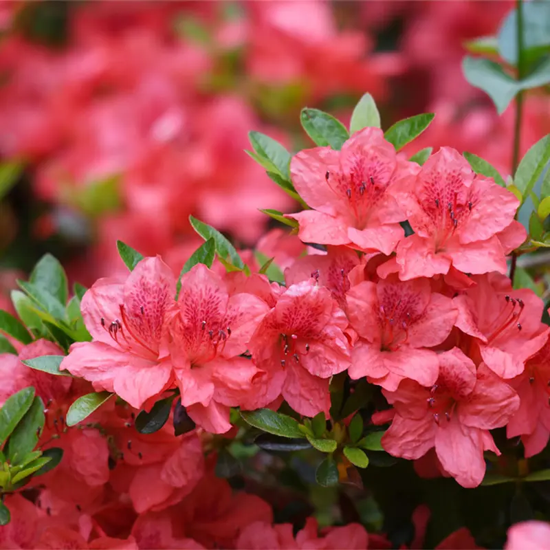 Holden's Red Rhododendron
