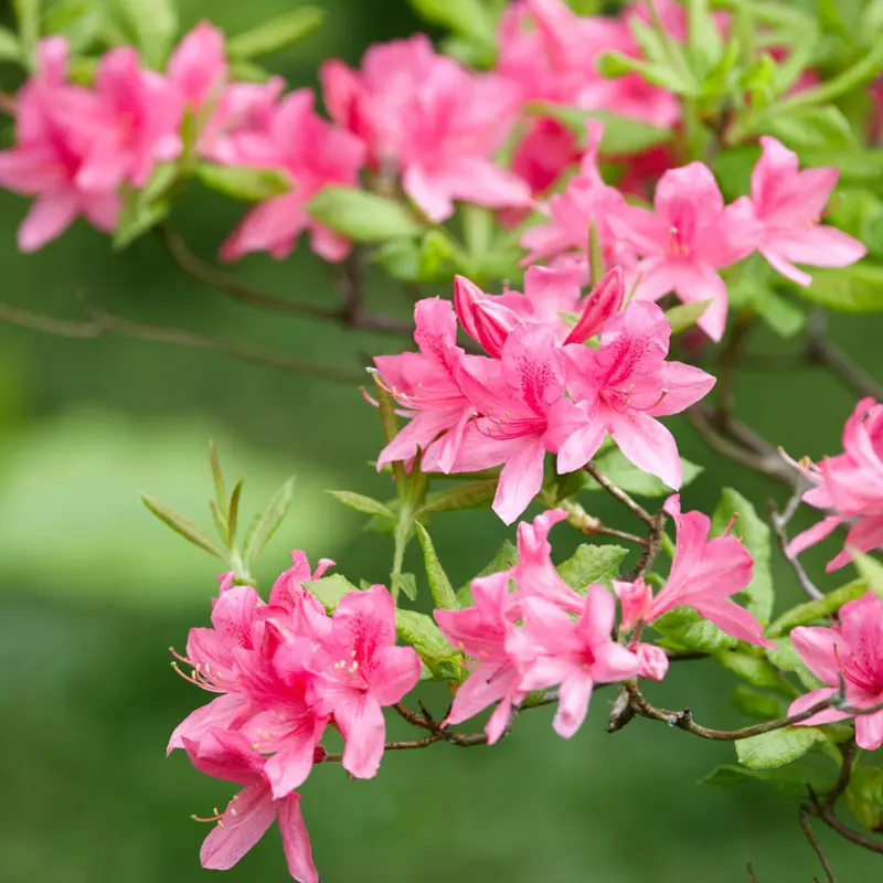 Rosy Lights Azalea