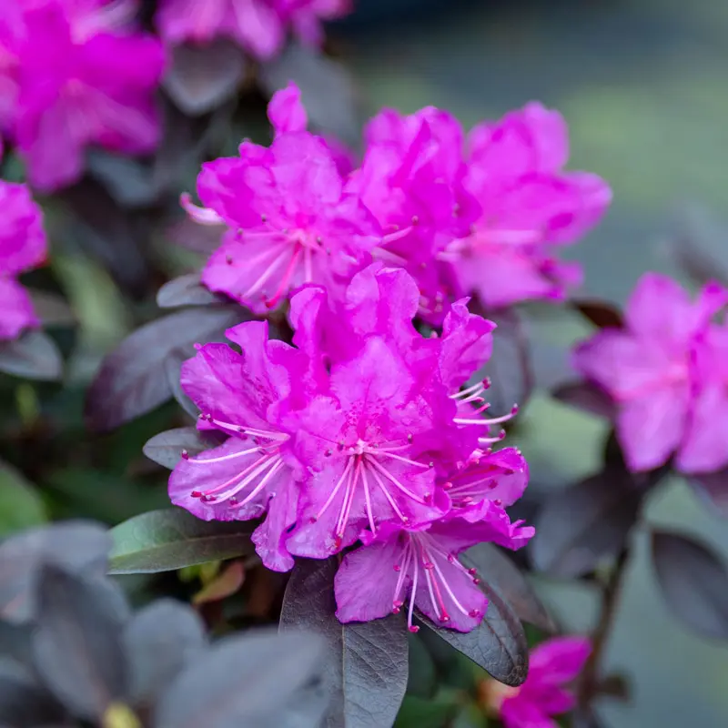 P.J. Mezitt Rhododendron

