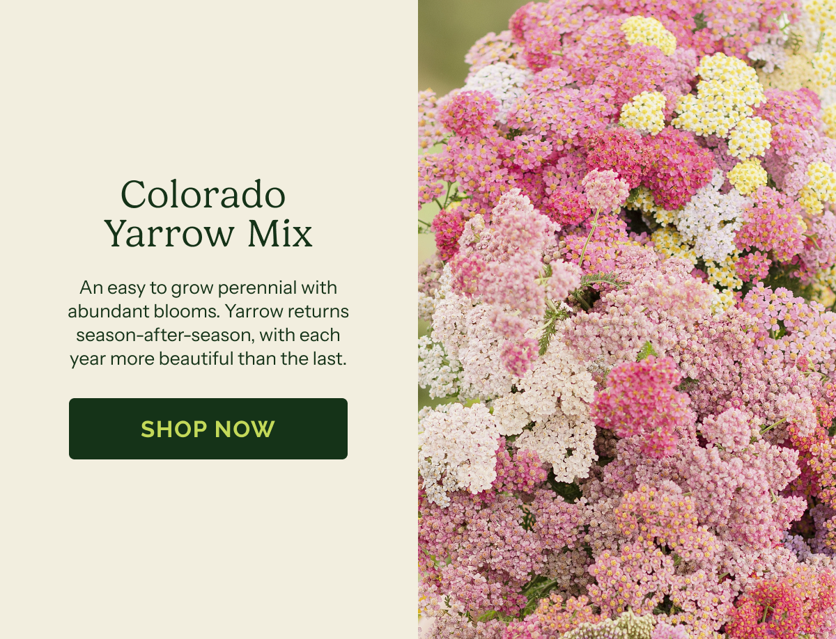 Colorado Yarrow Mix – An easy to grow perennial with abundant blooms. Yarrow returns season-after-season, with each year more beautiful than the last.. SHOP NOW