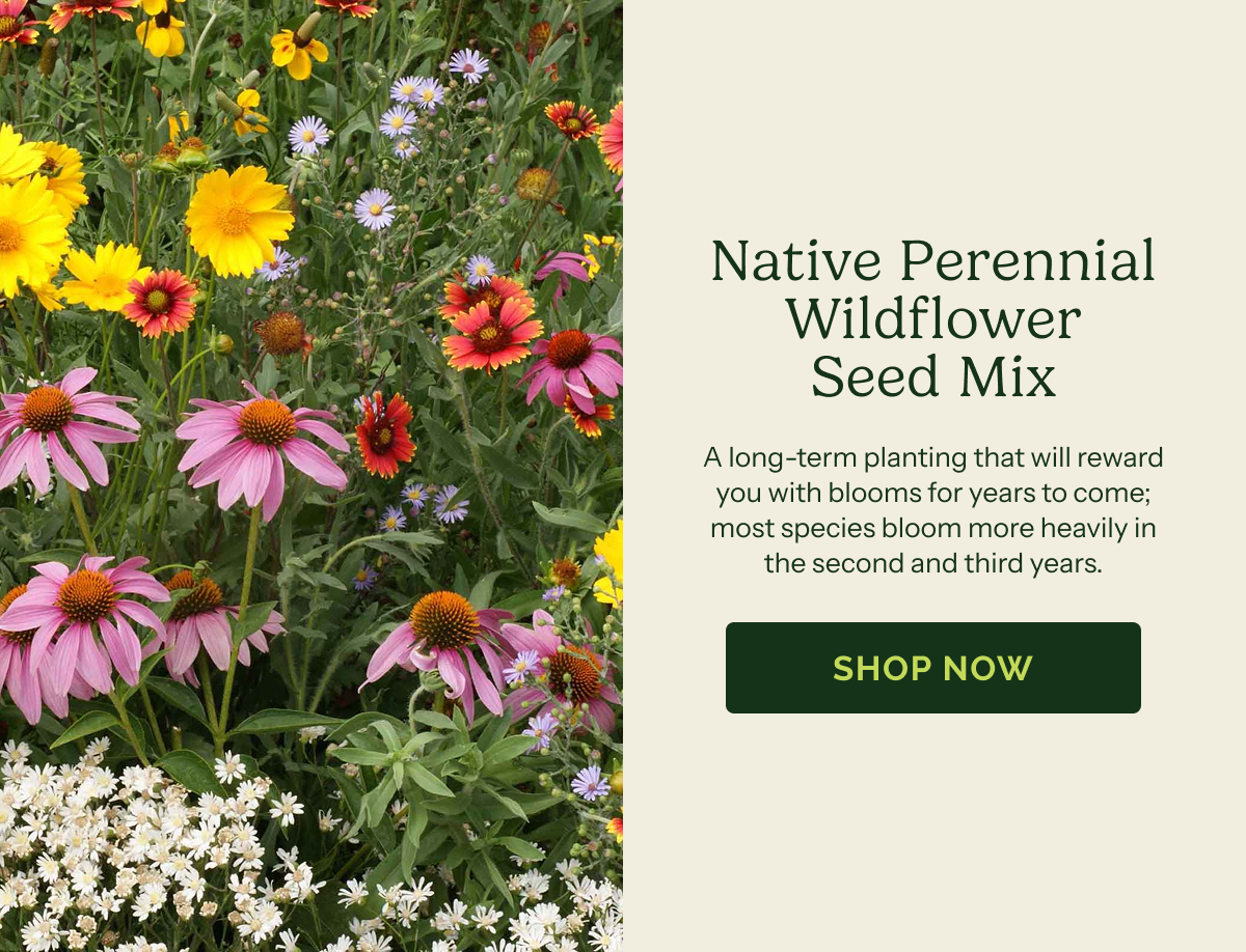 Native Perennial Wildflower Seed Mix – A long-term planting that will reward you with blooms for years to come; most species bloom more heavily in the second and third years. SHOP NOW