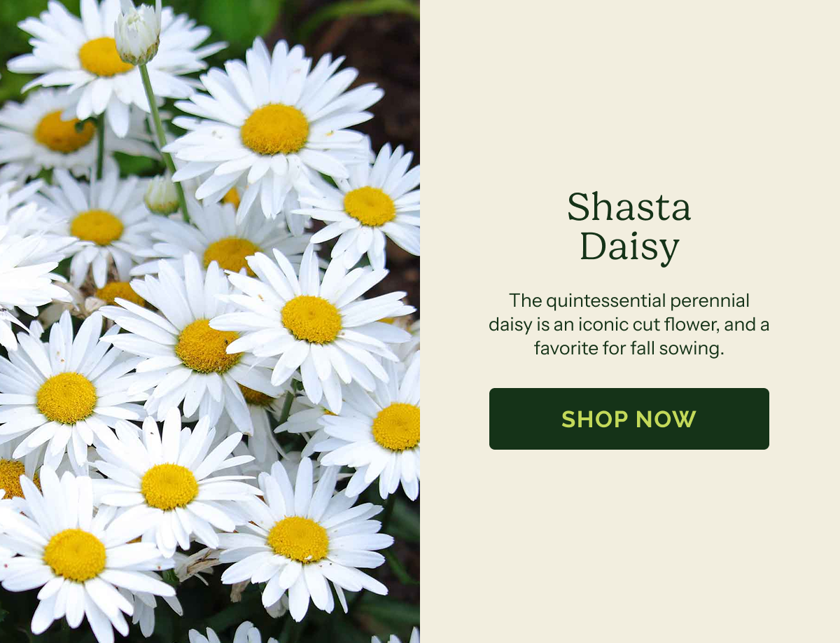 Shasta Daisy – The quintessential perennial daisy is an iconic cut flower, and a favorite for fall sowing.. SHOP NOW