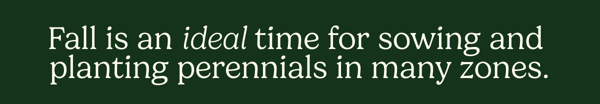 Fall is an ideal time for sowing and planting perennials in many zones.