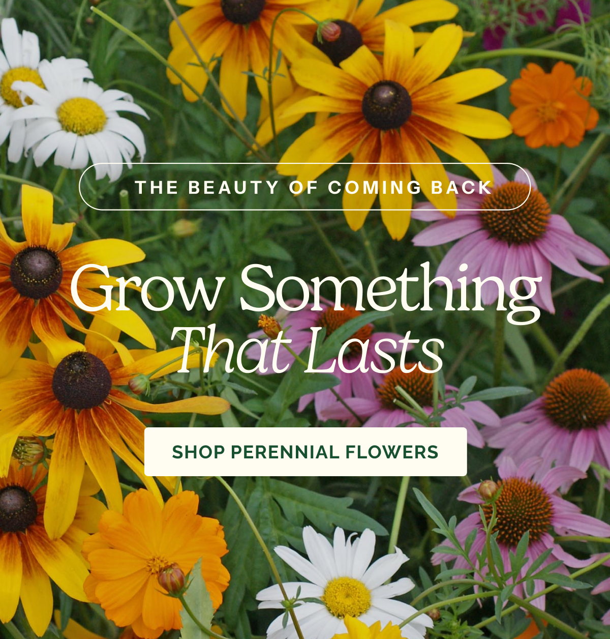 Grow Something That Lasts – The Beauty of Coming Back – SHOP PERENNIAL FLOWERS