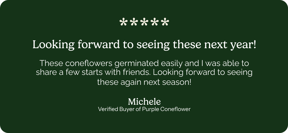 5 star review: Looking forward to seeing these next year! – These coneflowers germinated easily and I was able to share a fwe starts with friends. Looking forward to seeing these again next season! Michele – Verified Buyer of Purple Coneflower