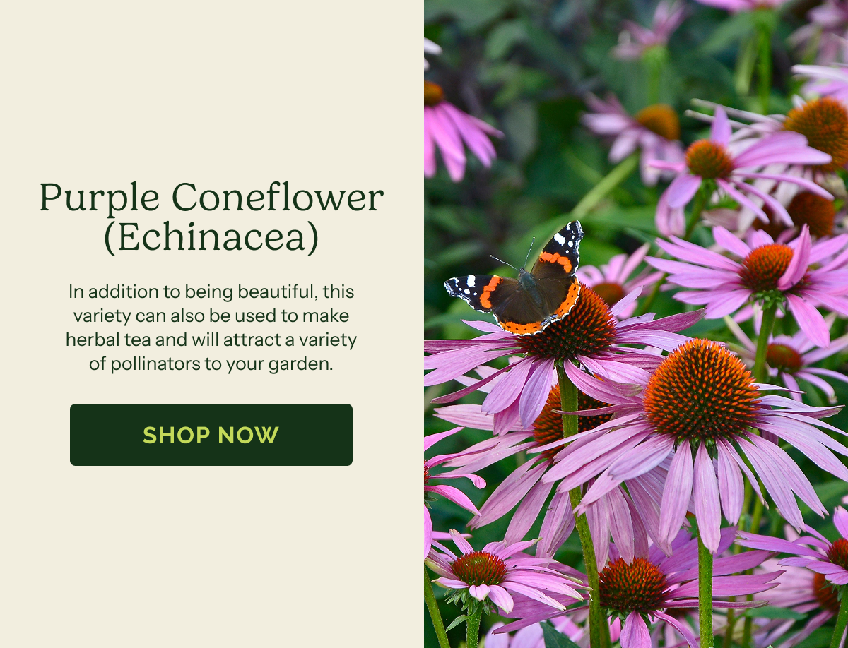 Purple Coneflower (Echinacea) – In addition to being beautiful, this variety can also be used to make herbal tea and will attract a variety of pollinators to your garden.. SHOP NOW