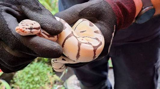 Brandweer vangt python van één meter lang in tuin in Wilrijk