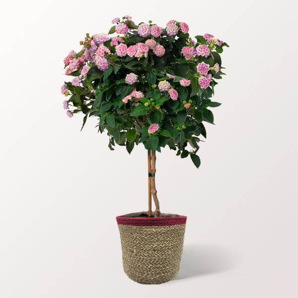 Pinkes Wandelröschen-Stämmchen im Korb für 34,99 €