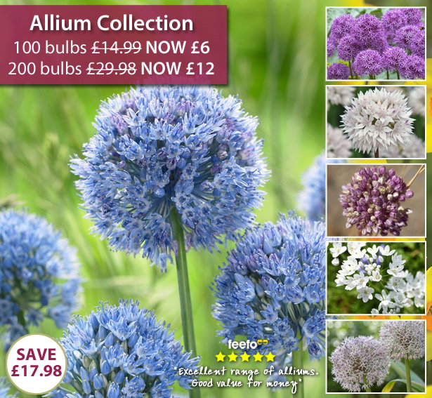 Allium Collection