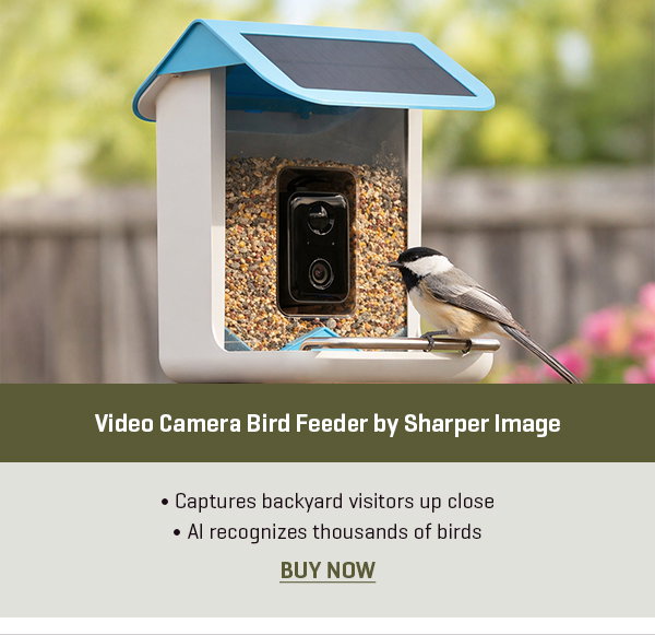 Video Camera Bird Feeder by Sharper Image