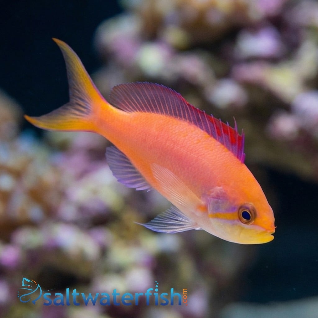 Dispar Anthias - Indo Pacific