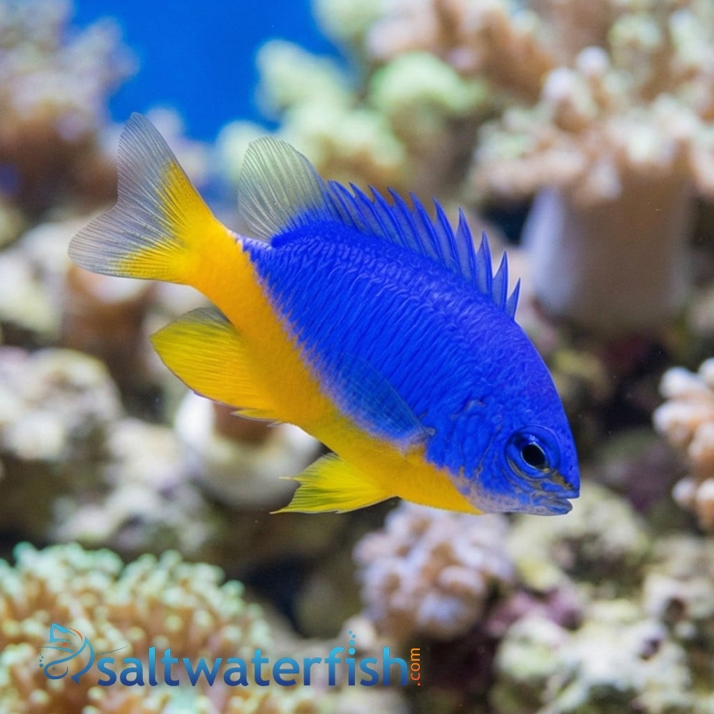 Kupang Damsel