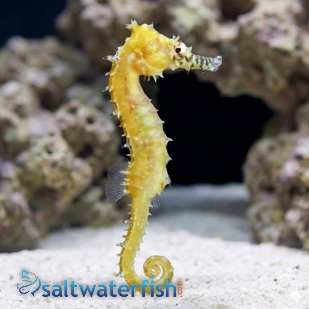 Barbouri Seahorse Sub Adult/Female - Captive Bred