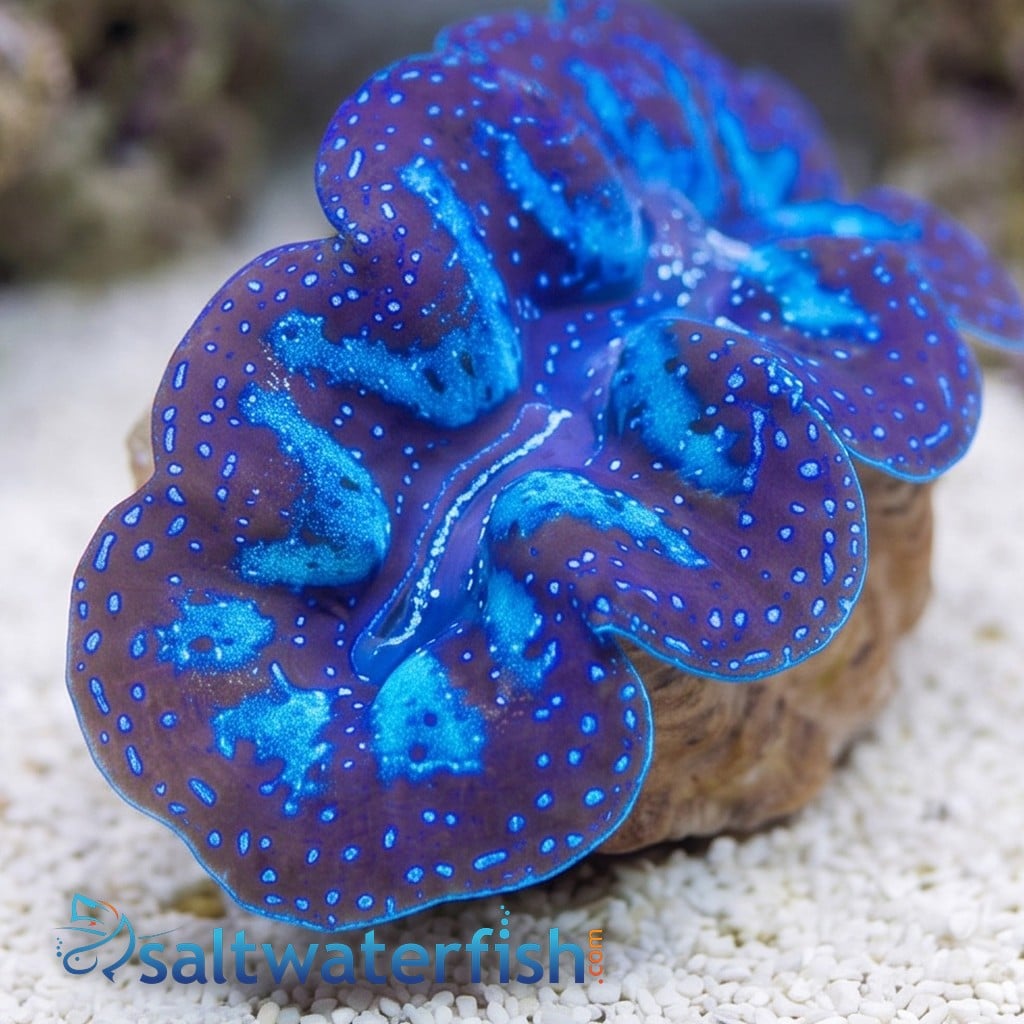Crocea Clam: Ultra: Fiji - Aquacultured