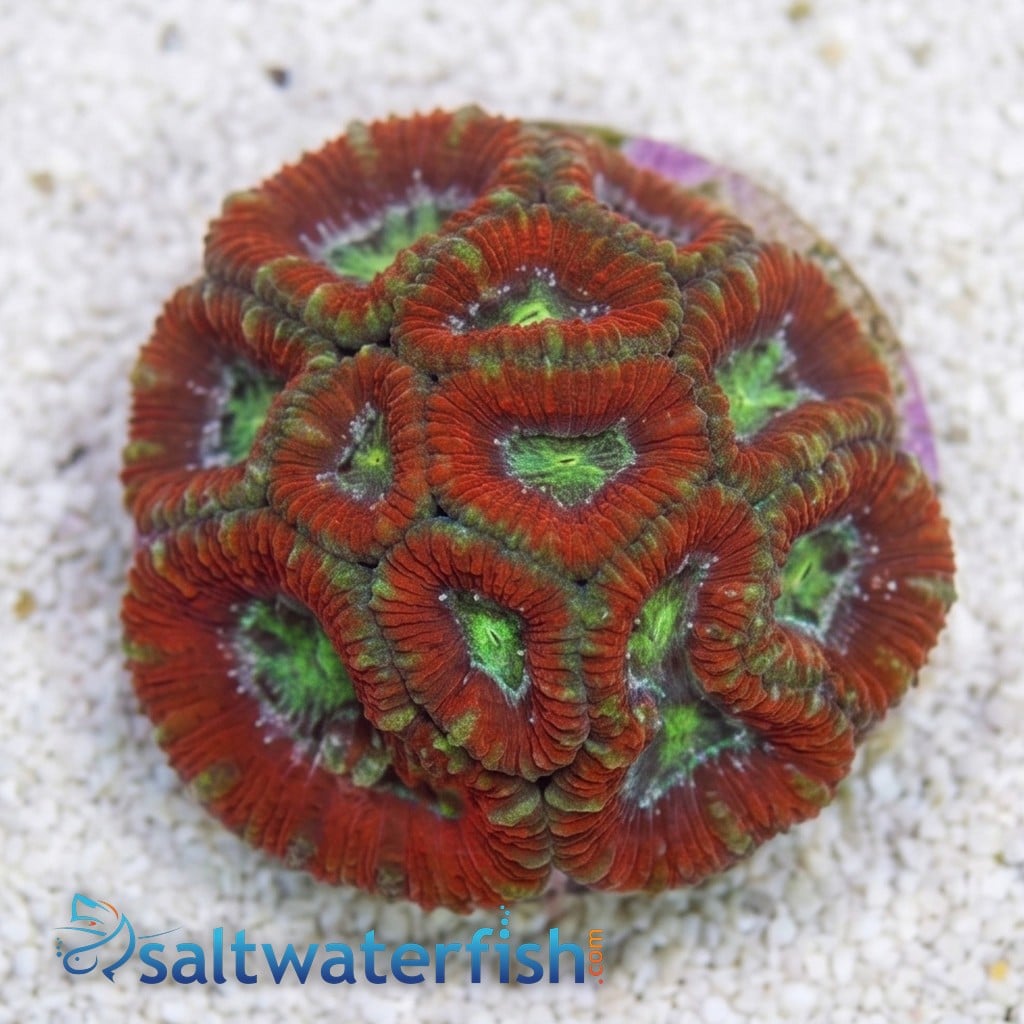 Acan Lord: Tri-Color: Australia - Aquacultured