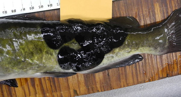 Shiny black skin lesions in a clump on the tail of a brown bullhead catfish (<i>Ameiurus nebulosus</i>).
