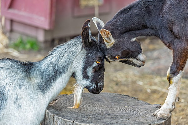 A playful buck and doe goat pair butt heads.