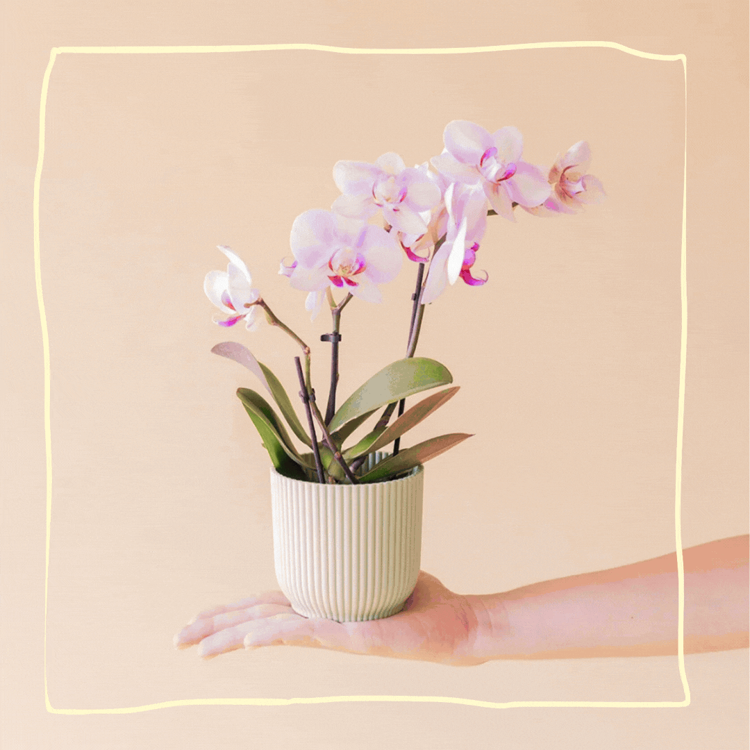 Plantas Bonitas