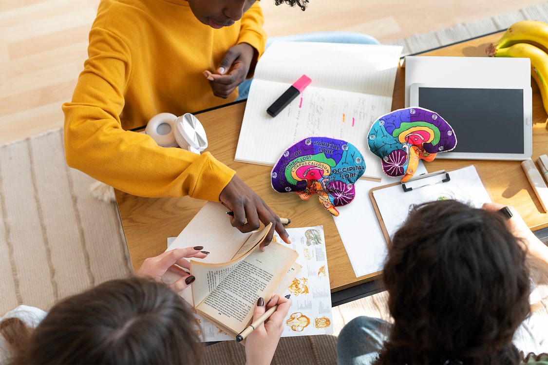 Brain model plush in classroom