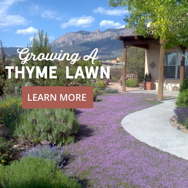 growing a thyme lawn