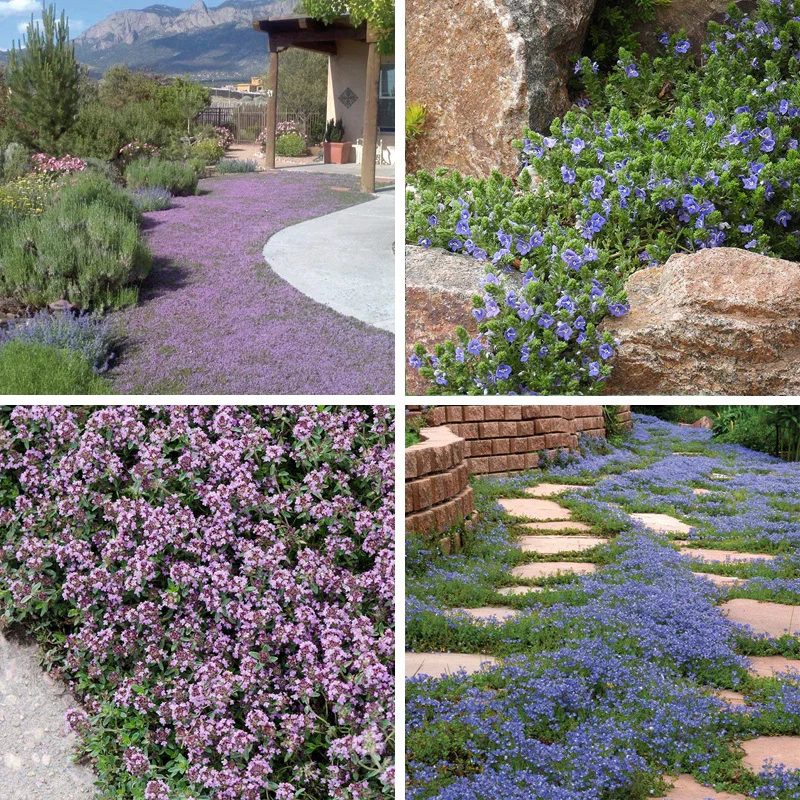 Tread On Me Evergreen Groundcover Collection